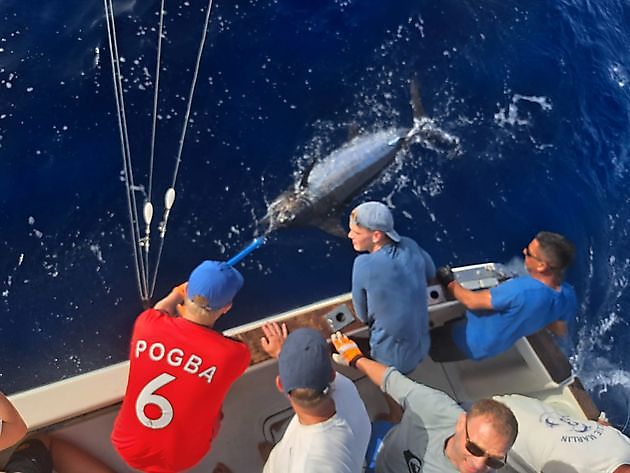 Blue Released White Cavalier Blue Marlin Sport Fishing Gran Canaria