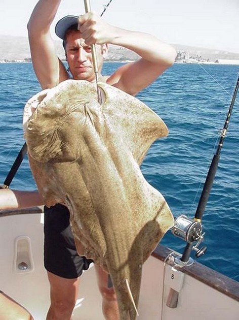 angel shark Cavalier & Blue Marlin Sport Fishing Gran Canaria