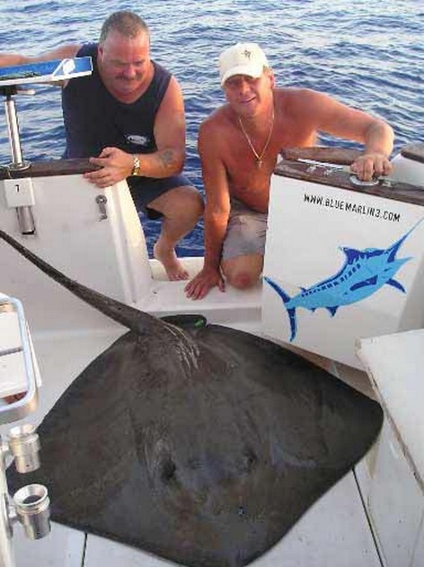 common stingray Cavalier & Blue Marlin Sport Fishing Gran Canaria