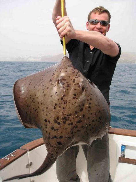 round stingray Cavalier & Blue Marlin Sport Fishing Gran Canaria