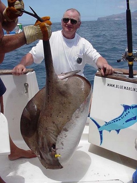 30/04 round stingray Cavalier & Blue Marlin Sport Fishing Gran Canaria