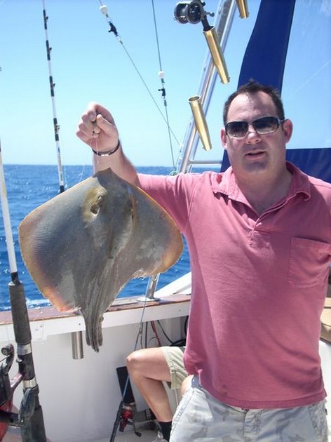 common stingray Cavalier & Blue Marlin Sport Fishing Gran Canaria