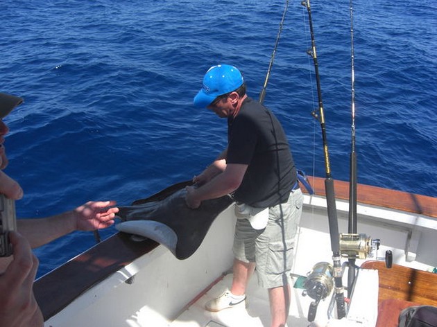 common stingray Cavalier & Blue Marlin Sport Fishing Gran Canaria