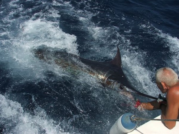 03/08 blue marlin Cavalier & Blue Marlin Sport Fishing Gran Canaria