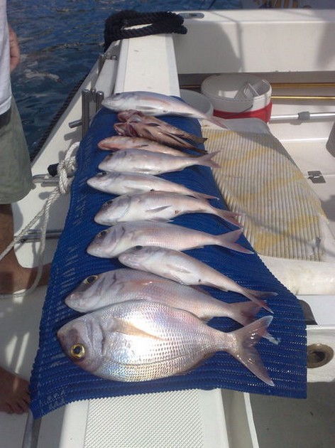 red snappers Cavalier & Blue Marlin Sport Fishing Gran Canaria