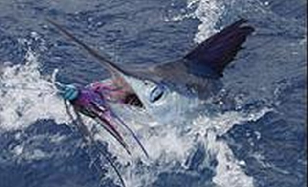 VIT MARLIN Idag är båtarna CAVALIER och EXPLORAMAR - Cavalier & Blue Marlin Sport Fishing Gran Canaria