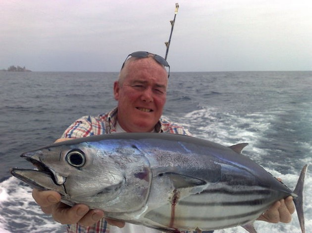 SKIPJACK TUNA Även idag har det fångats mycket - Cavalier & Blue Marlin Sport Fishing Gran Canaria