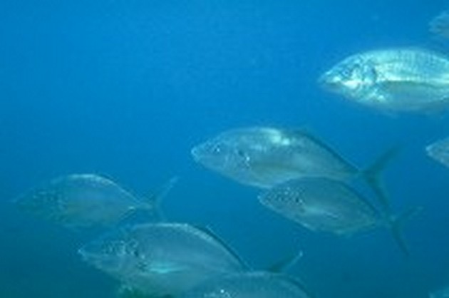 ISLAND VOLCANO Idag har varit ett utmärkt fiske - Cavalier & Blue Marlin Sport Fishing Gran Canaria