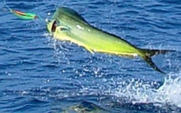 DORADO Igår och idag har CAVALIER chartrats - Cavalier & Blue Marlin Sport Fishing Gran Canaria