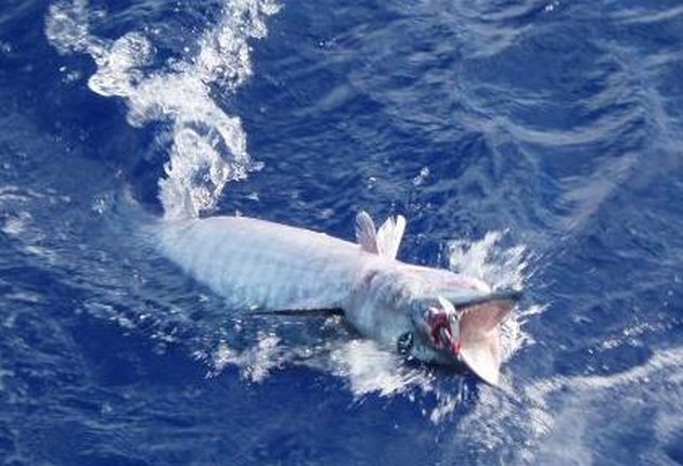 DÅLIG LYCKA Jag kan säga att de två senaste dagarna inte är det - Cavalier & Blue Marlin Sport Fishing Gran Canaria