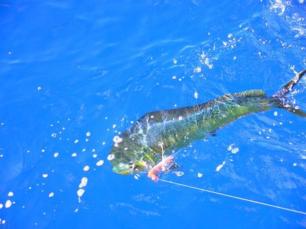 DORADOS I dag var våra fisketurer mer eller mindre - Cavalier & Blue Marlin Sport Fishing Gran Canaria