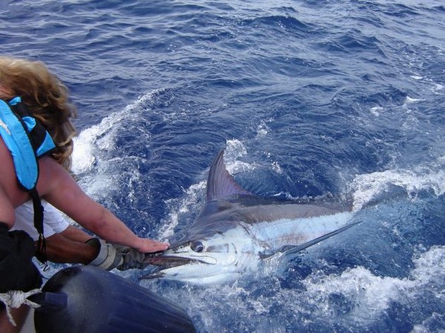 BLUE MARLIN RELEASED Idag bokades EXPLORAMAR - Cavalier & Blue Marlin Sport Fishing Gran Canaria