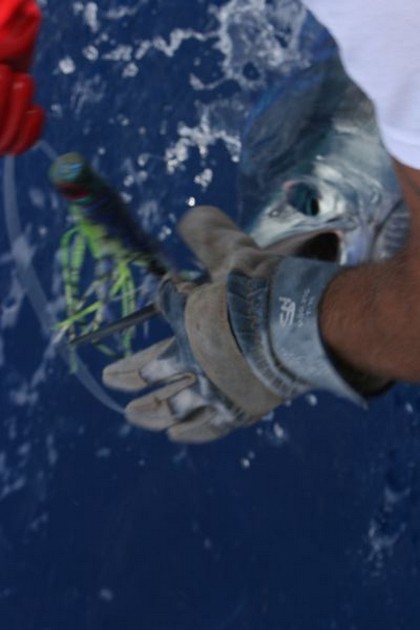 SPEARFISH RELEASED Det var i morse kl 11. de - Cavalier & Blue Marlin Sport Fishing Gran Canaria