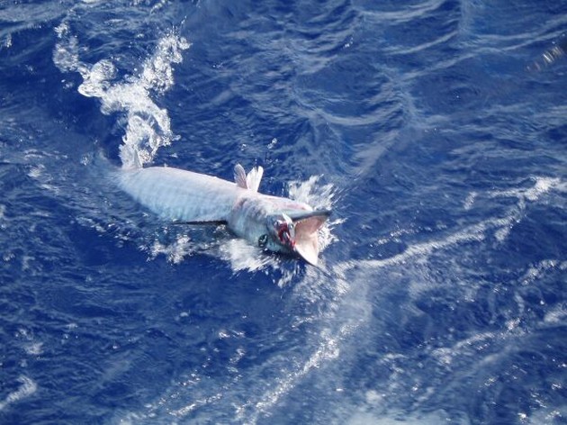 EN SPÄNNANDE DAG Idag har varit på CAVALIER och - Cavalier & Blue Marlin Sport Fishing Gran Canaria