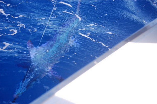 OTRO PESCADO Hoy volvió a ser el barco EXPLORAMAR - Cavalier & Blue Marlin Sport Fishing Gran Canaria