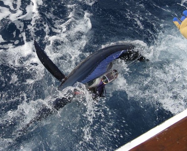 30 kg de pez lanza - Cavalier & Blue Marlin Sport Fishing Gran Canaria