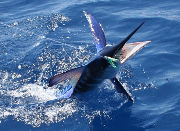 Casi - Cavalier & Blue Marlin Sport Fishing Gran Canaria