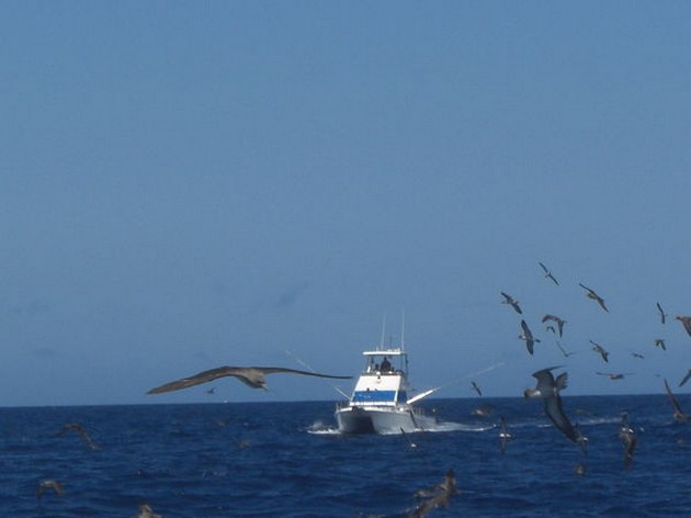 Fondo exitoso - Cavalier & Blue Marlin Sport Fishing Gran Canaria