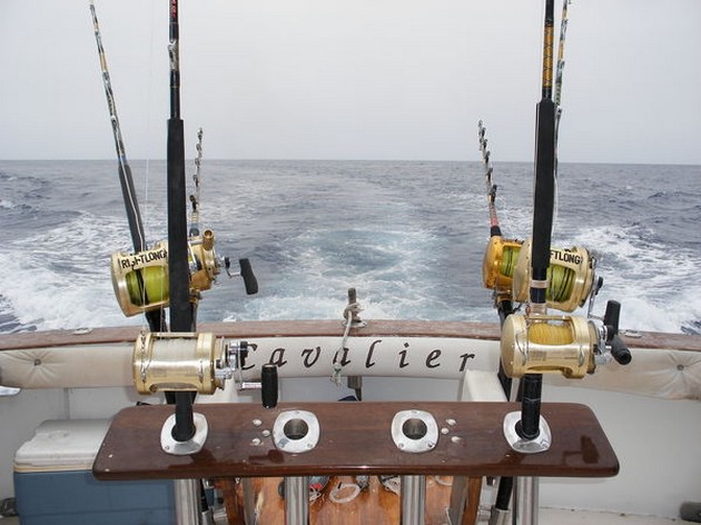 75 kg blå släppt - Cavalier & Blue Marlin Sport Fishing Gran Canaria