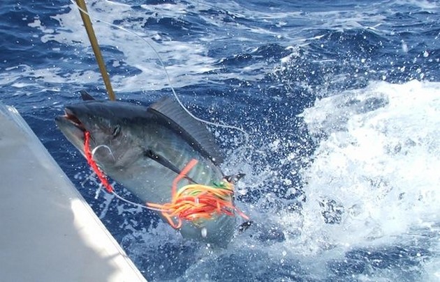 23 kg Wahoo - Cavalier & Blue Marlin Sport Fishing Gran Canaria