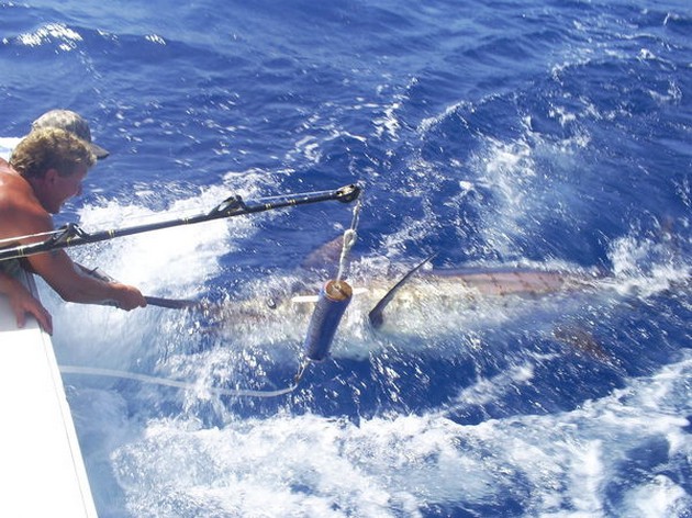 180 kg släppt - Cavalier & Blue Marlin Sport Fishing Gran Canaria