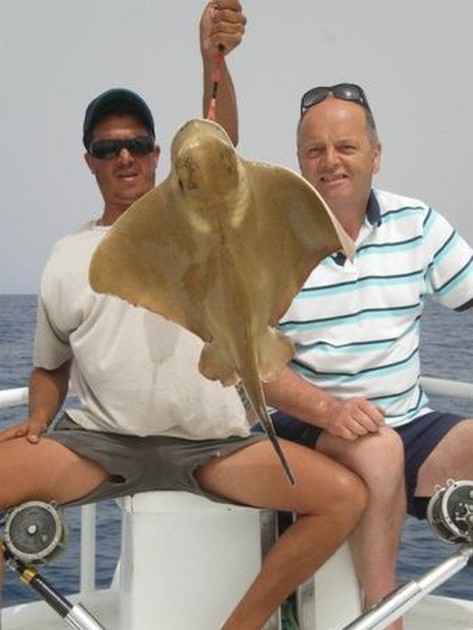 Sting Rays - Cavalier & Blue Marlin Sport Fishing Gran Canaria