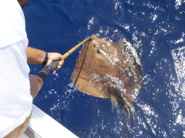 Röda snappers - Cavalier & Blue Marlin Sport Fishing Gran Canaria