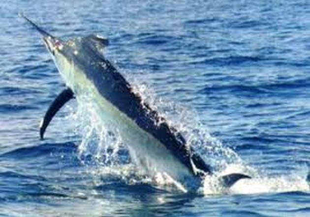 Våra fiskeresor - Cavalier & Blue Marlin Sport Fishing Gran Canaria