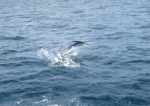 Spearfish förlorade - Cavalier & Blue Marlin Sport Fishing Gran Canaria