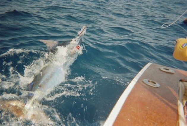 Våra fiskeresor - Cavalier & Blue Marlin Sport Fishing Gran Canaria