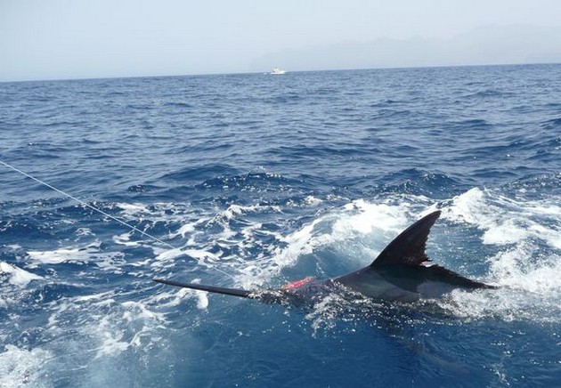 3 Blue Marlins - Cavalier & Blue Marlin Sport Fishing Gran Canaria