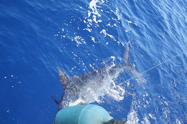 80 kg och mindre - Cavalier & Blue Marlin Sport Fishing Gran Canaria