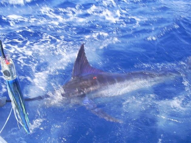 250 och 500 kg Marlin - Cavalier & Blue Marlin Sport Fishing Gran Canaria