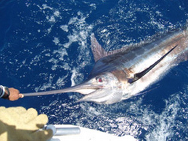 Gott om skaldjur - Cavalier & Blue Marlin Sport Fishing Gran Canaria