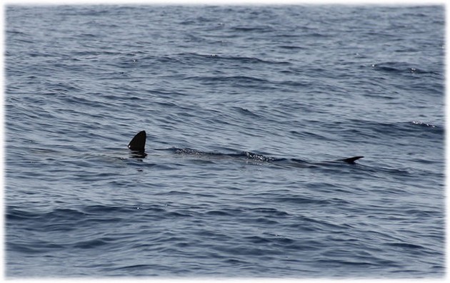 Dorado Explosion - Cavalier & Blue Marlin Sport Fishing Gran Canaria