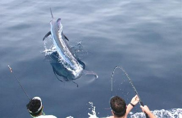 660 lb Blue Marlin Lost - Cavalier & Blue Marlin Sport Fishing Gran Canaria