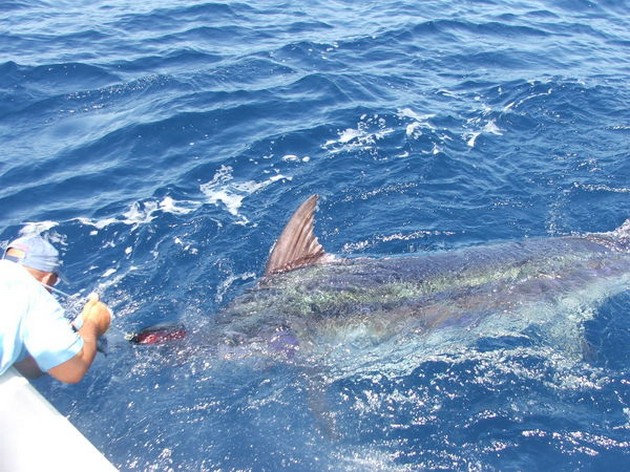 280 kg Blue Marlin - Cavalier & Blue Marlin Sport Fishing Gran Canaria