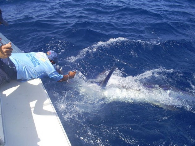 Fantastiska filmer - Cavalier & Blue Marlin Sport Fishing Gran Canaria