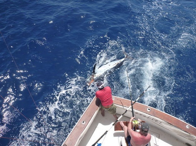 225 kg Blue Marlin - Cavalier & Blue Marlin Sport Fishing Gran Canaria