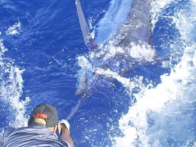 Delad 1: a plats - Cavalier & Blue Marlin Sport Fishing Gran Canaria