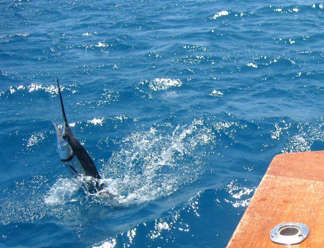 Segelfisk !!! - Cavalier & Blue Marlin Sport Fishing Gran Canaria