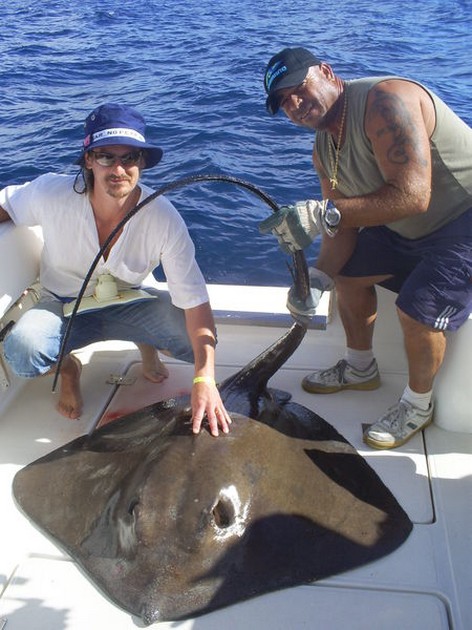 Tunga stingrays - Cavalier & Blue Marlin Sport Fishing Gran Canaria