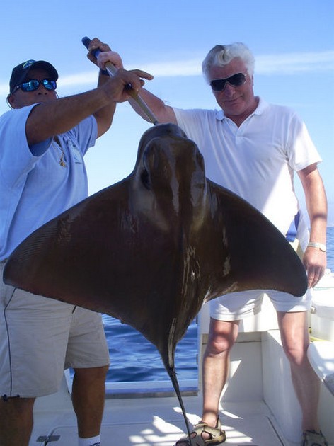 Eagle Ray - Cavalier & Blue Marlin Sport Fishing Gran Canaria