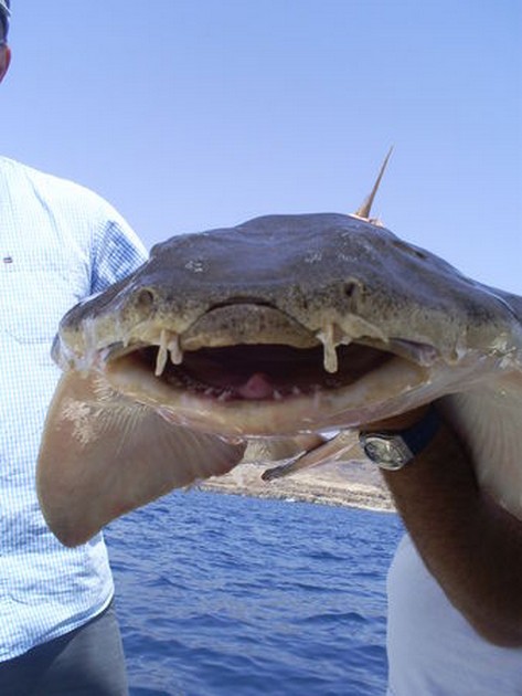 Ängelhajar - Cavalier & Blue Marlin Sport Fishing Gran Canaria