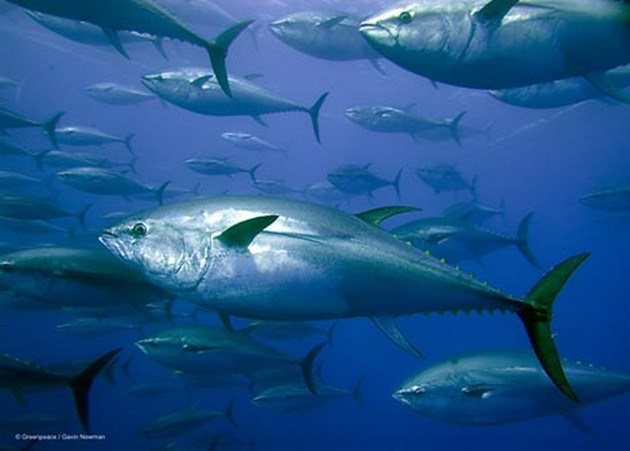 Blåfenad tonfisk - Cavalier & Blue Marlin Sport Fishing Gran Canaria