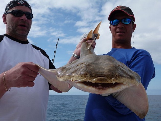 ANGEL SHARK De senaste tre dagarna hade vi några fina resultat. Röd - Cavalier & Blue Marlin Sport Fishing Gran Canaria