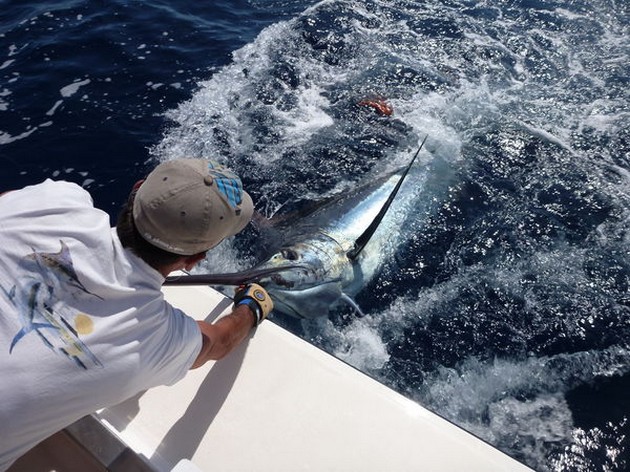 450 + 625 lb Släpp - Cavalier & Blue Marlin Sport Fishing Gran Canaria