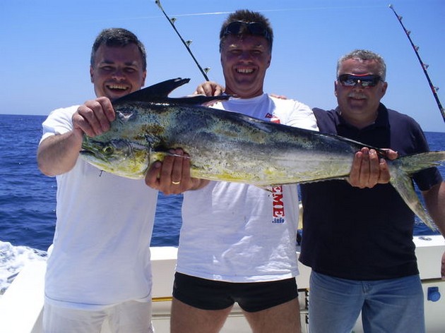 Dorado & Skipjacks - Cavalier & Blue Marlin Sport Fishing Gran Canaria