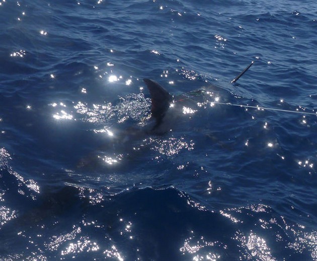 Blue Marlin Cavalier & Blue Marlin Sport Fishing Gran Canaria