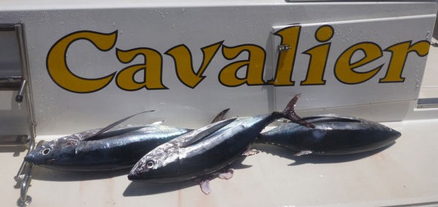 Tunfiskar & spjutfiskar - Cavalier & Blue Marlin Sport Fishing Gran Canaria